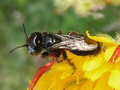 Panurgus dentipes