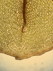 Rhizomnium punctatum