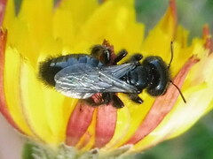 Panurgus dentipes