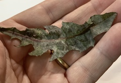 Golovinomyces cichoracearum