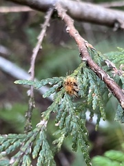 Lophocampa