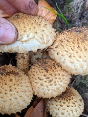 Pholiota squarrosa