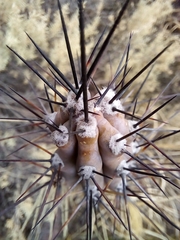 Cereus aethiops