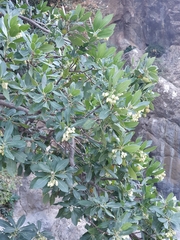 Arbutus unedo