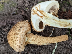 Pholiota squarrosa