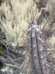 Cereus aethiops