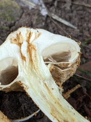 Pholiota squarrosa