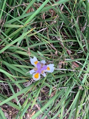 Dietes grandiflora