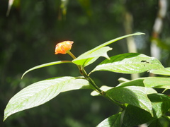 Palicourea tomentosa
