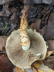 Pholiota squarrosa