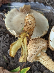 Pholiota squarrosa