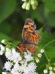 Phyciodes tharos