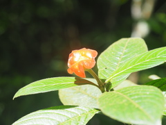 Palicourea tomentosa