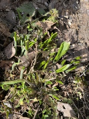 Allium ursinum