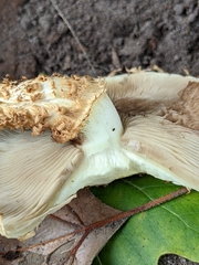Pholiota squarrosa