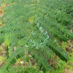 Acacia mearnsii