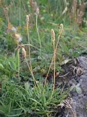 Plantago alpina