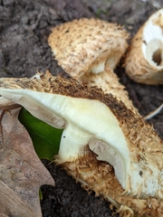 Pholiota squarrosa