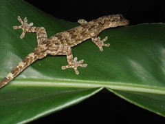 Gekko chinensis
