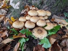 Pholiota squarrosa