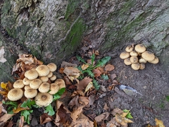 Pholiota squarrosa