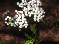Chrysocale principalis