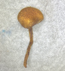 Phaeomarasmius proximans