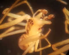 Rugathodes instabilis