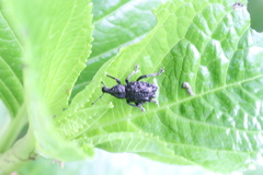 Megalometis spinifer