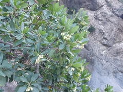 Arbutus unedo