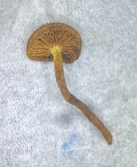 Phaeomarasmius proximans