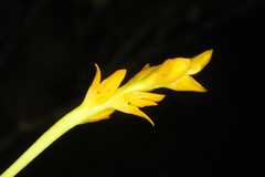 Bulbophyllum auriflorum image