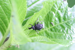 Megalometis spinifer