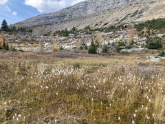 Eriophorum scheuchzeri