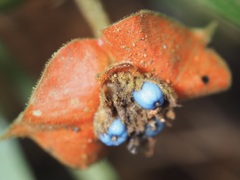 Palicourea tomentosa