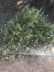 Lepidium fremontii