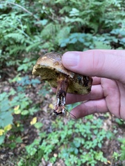Cyanoboletus pulverulentus