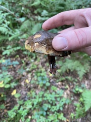 Cyanoboletus pulverulentus