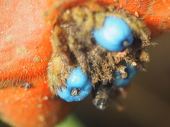 Palicourea tomentosa