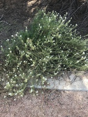 Lepidium fremontii