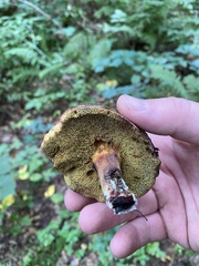 Cyanoboletus pulverulentus