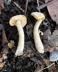 Hebeloma ischnostylum