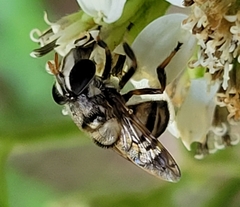Copestylum tamaulipanum