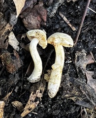 Hebeloma ischnostylum