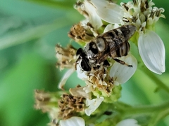 Copestylum tamaulipanum