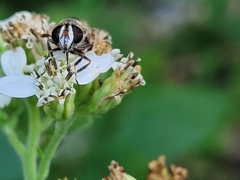 Copestylum tamaulipanum