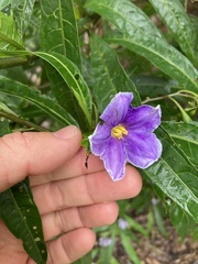 Solanum laciniatum