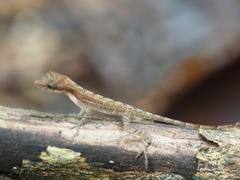 Anolis