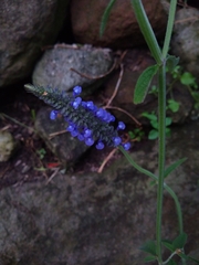 Salvia lavanduloides