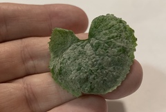 Erysiphe cruciferarum